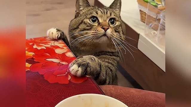 猫猫我呀，真的太馋了。