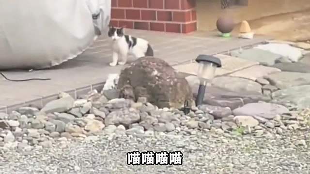 猫猫：今天就让你看看什么是社会