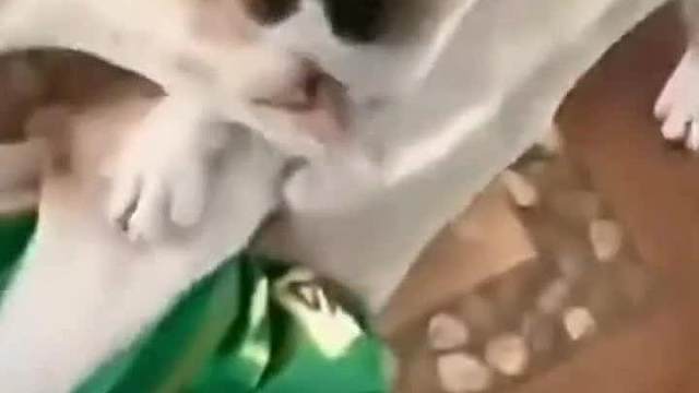 傻猫蠢狗祝您六一儿童节快乐#迷惑行为#看一遍笑一遍#搞笑