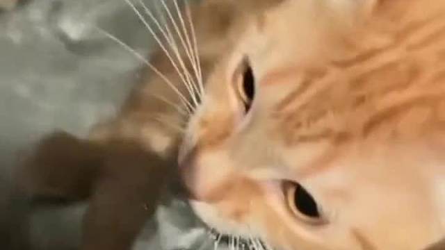 我看你是离挨揍不远了宠物调皮捣蛋合集#迷惑行为#看一遍笑一遍#搞笑