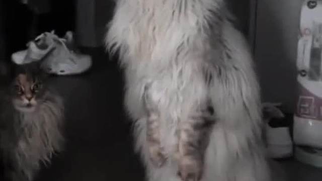 是哪个在说我胖？？猫狗鸟宠物搞笑视频#迷惑行为#看一遍笑一遍#搞笑