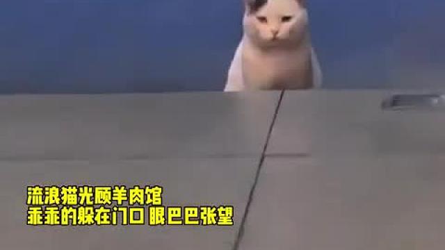 #最聪明的猫#一定要看到最后