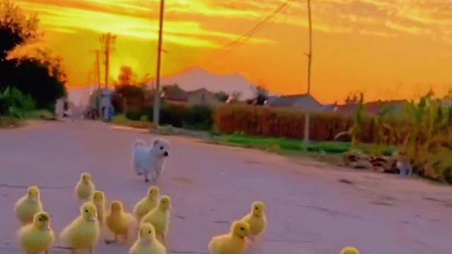 好久没有听过小狗歌了