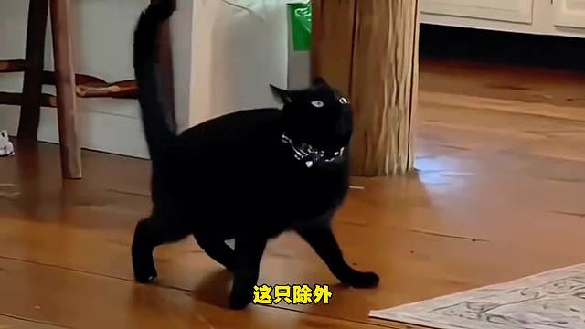 您好，这里是猫科神经专科医院 收治各种神经猫咪