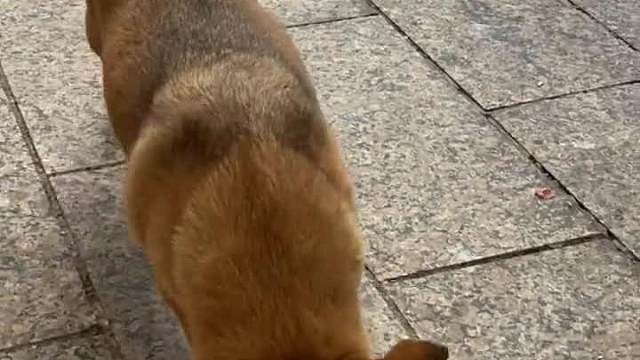 我是多有狗缘，第一次见的