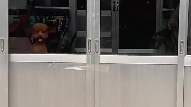 狗狗们每时每刻都好开心啊