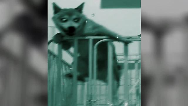 盘点那些监控下的狗狗搞笑画面