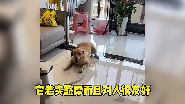 谁懂给狗子看面相啊，帮我看看这些狗子哪条好养？