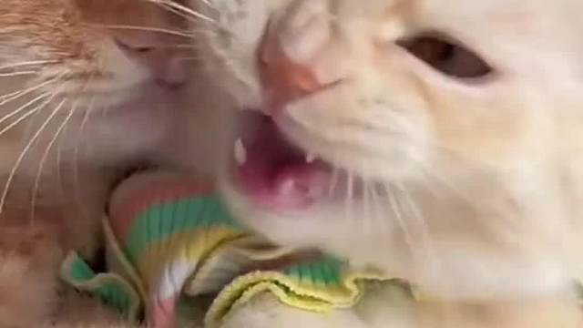 智商最高的5种猫 你踩到了吗？