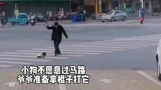 爷爷奶奶养的猫狗，老一辈养的动物都特别乖#一定要看到最后