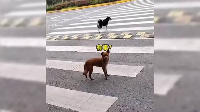 旺财#一定要看到最后