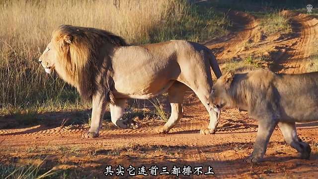 非洲的八大最致命猛兽你知道都有谁吗？谁才是最危险的非洲一哥？