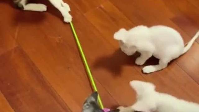 “傻”猫与“蠢”狗的搞笑日常Funny Cat&Dog卅四#迷惑行为#看一遍笑一遍#搞笑