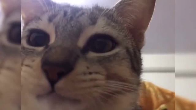 治愈狗狗#一定要看到最后