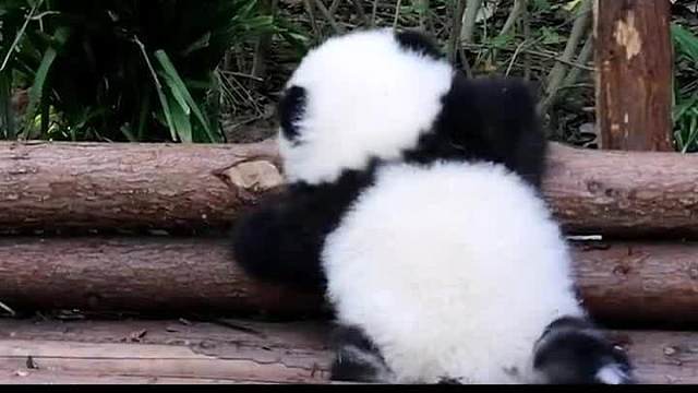 翻车来的太快就像龙卷风～