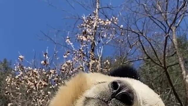 睡觉睡到流口水的大熊猫，这是梦见啥好吃的了？