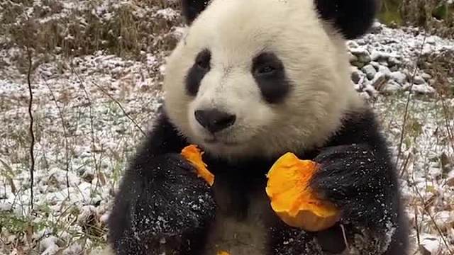 命里有时终须瘦，命里无时胖成球。