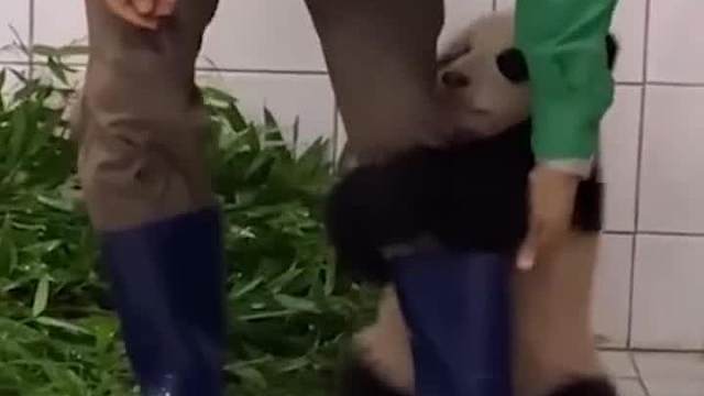 宝宝失宠了，你们要我吗？