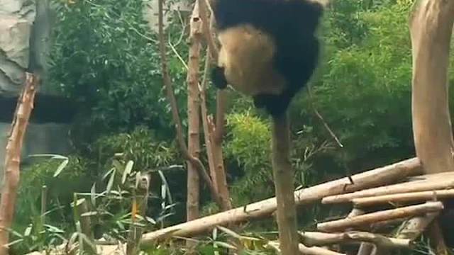 上树容易下树难嘞