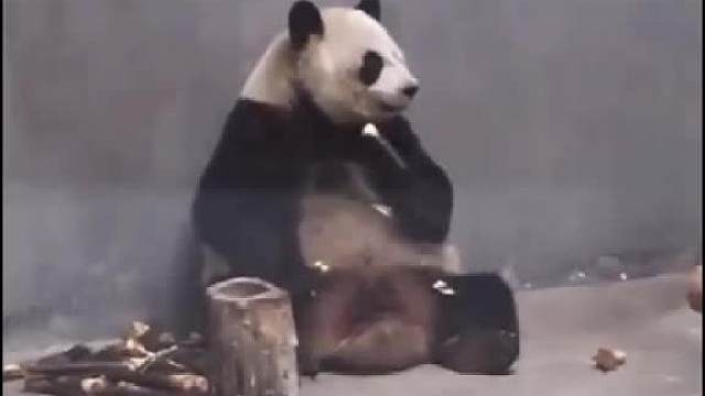 1.2.3木头人，不许动！