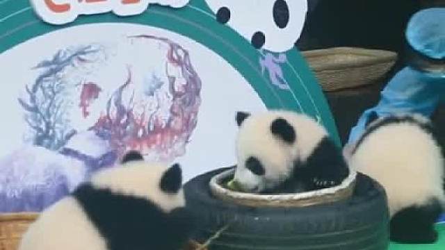 2020新生熊猫宝宝国庆前亮相，想不想偷一只回家？____