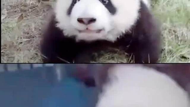 biubiubiu～ 你的小可爱正向你走来！__