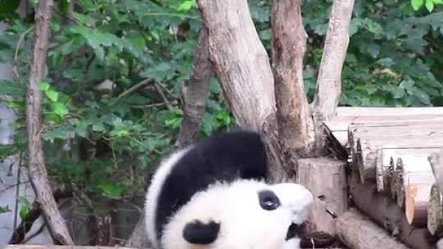 一个星期总有那么7、8天不想上学～