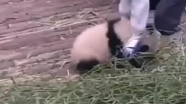 一哭二闹三撒娇，求抱抱！