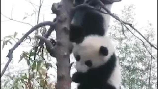 一树不容二熊！ __