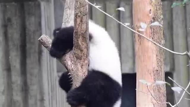 三天不打，上房揭瓦！