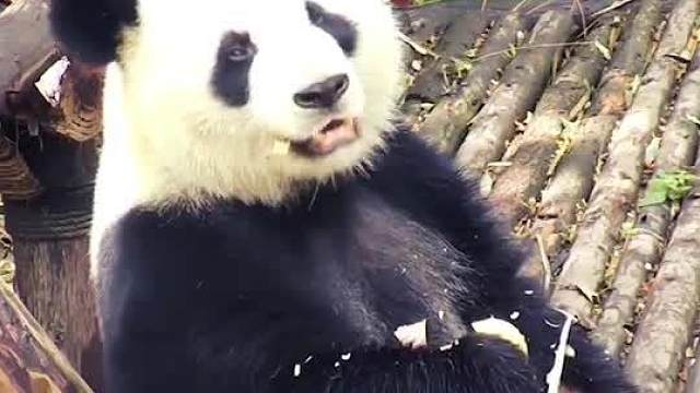 不吃饭哪有力气来减肥！这才是人生的真谛啊！