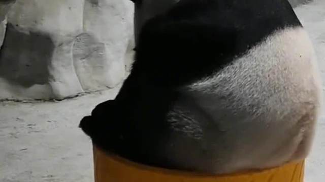 中秋要到啦，把自己团成月饼，送给大家~