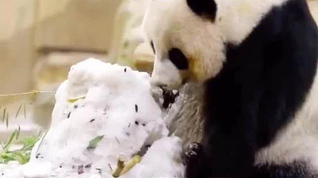 今天教大家怎样成为一个精致的猪猪女孩__