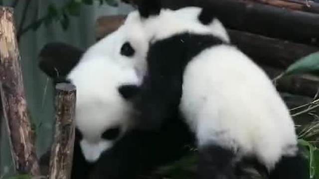 以前你是一个不懂事的小娃娃，后来你长大了，成为了一个不懂事的大人。