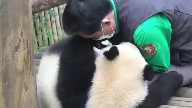 传说中的吸大猫现场～