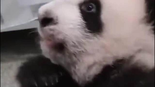 你真你真你真可爱！你真胖！