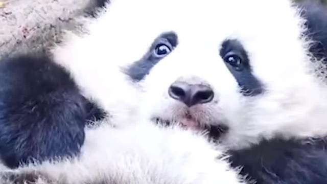 你说说，你跟猪的区别到底是啥子？