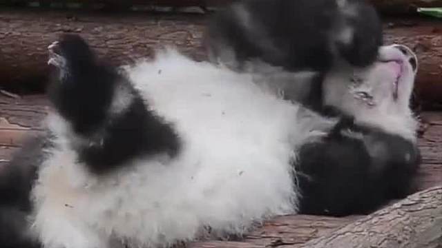 像极了你懒床的样子～