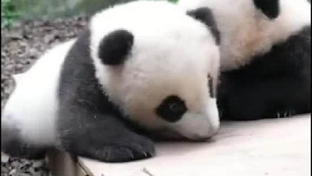 像极了打不过对手的你__