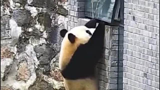 出门闯世界，我也很向往！__