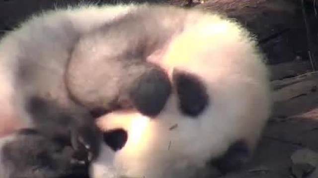 别人长黑眼圈，是生活太苦，我长黑眼圈，是为什么呀！？