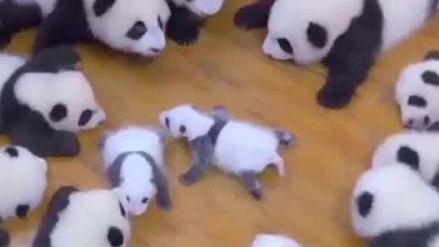 卖萌才是你们唯一的出路！