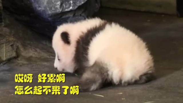 可怜可怜我介个弱小无助又爬不动的孩纸吧。