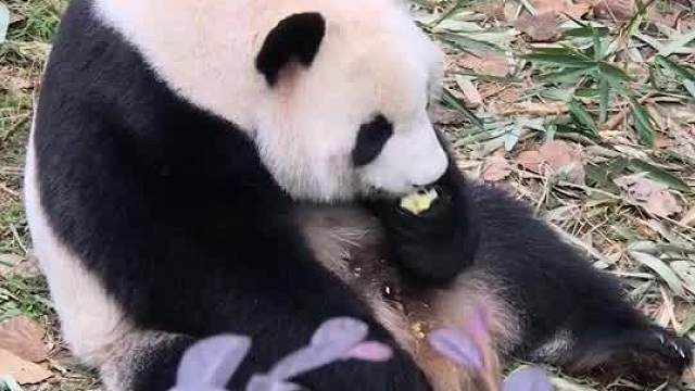 吃货的忧伤__～