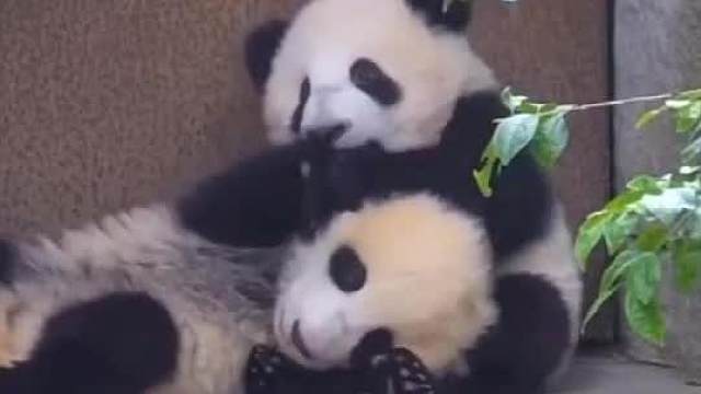 咬你的力度决定了我爱你的程度～