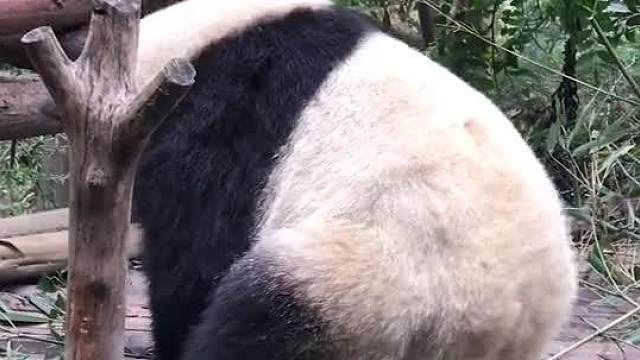 喜欢扭屁股的熊猫，还真是风情万种啊～