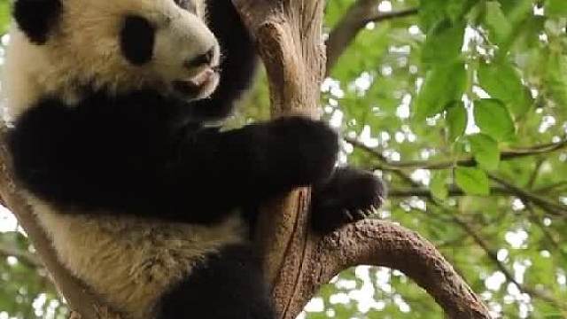 国宝明星团来咯！你最喜欢哪个！