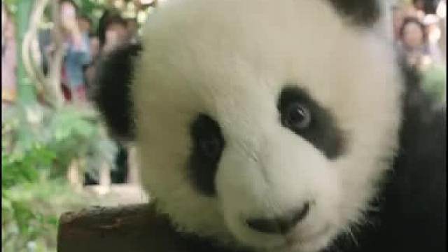 圆滚滚告诉你，不要再去减肥啦。__