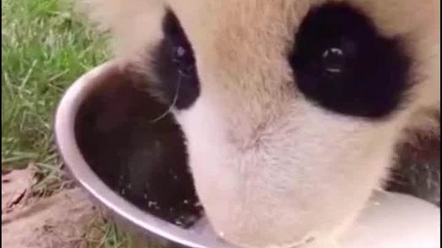 在看我，你为什么一直在看我？是不是因为我喝牛奶的样子太好看了_______