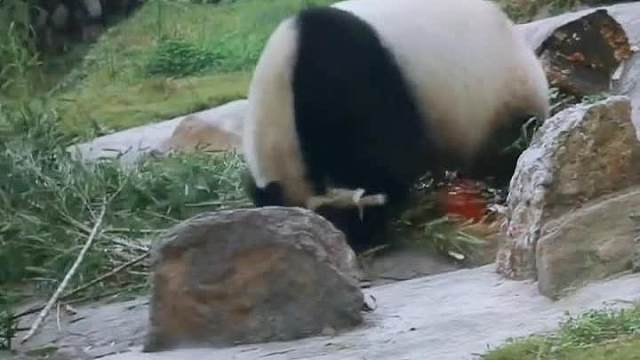 好嗨哦，一口气吃十根竹子！______